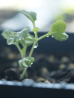Gardening concept