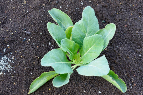 Young cauliflower plant , species brassica oleracea near pune, maharashtra.