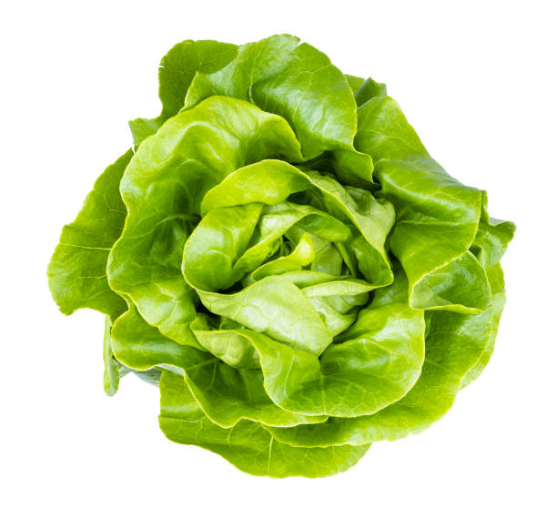 Top view of fresh green butterhead lettuce isolated on white background