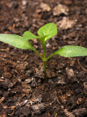 Istockphoto 147698018 612x612