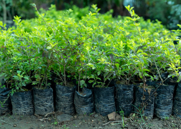 Duranta erecta seedlings in plastic bags in plant nursery