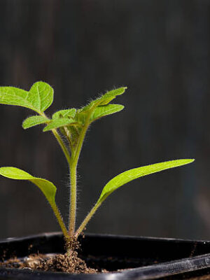 Young seedling tomato plant growing out of soil black background