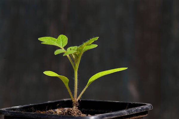 Young seedling tomato plant growing out of soil black background