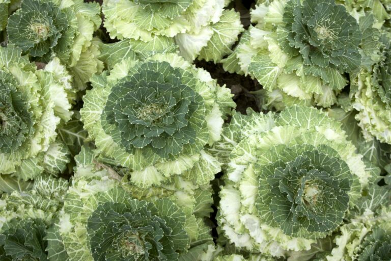 Top view of fresh green cabbages showcasing vibrant leafy textures.